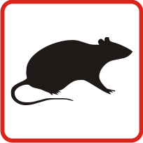 Rats-surmulots